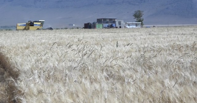 آغاز برداشت جو از ۱۴۰۰ هکتار ازمزارع شهرستان فریدن