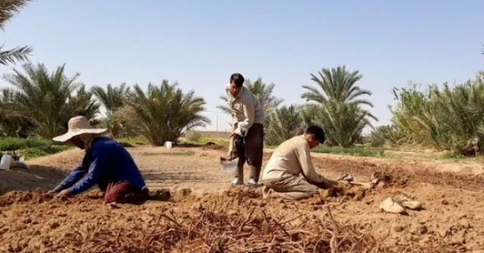 برداشت گیاه دارویی روناس از حدود ۴۰ هکتار زمین‌های کشاورزی شهرستان خوروبیابانک آغاز شد.