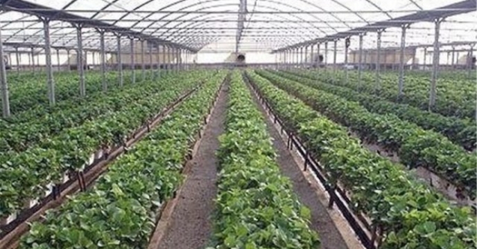 صادرات ۱۰۰ هزار تُن محصولات گلخانه‌ای اصفهان به خارج کشور