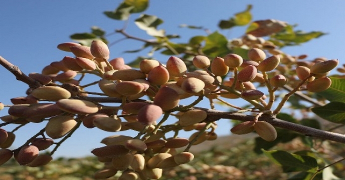 تامین کود باغات پسته  شهرستان خور و بیابانک