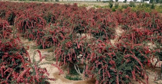 تامین کود باغات زرشک در استان اصفهان