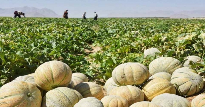 برداشت طالبی از مزارع آران و بیدگل  استان اصفهان آغاز شد