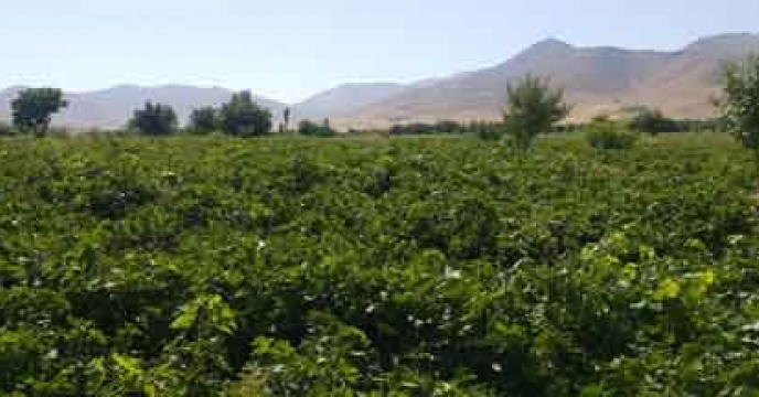 ایجاد باراندازهای مختلف در مبادی تولیدی اصفهان در قالب سند اصلاح الگوی کشت و آمایش سرزمین در استان در دست پیگیری است.