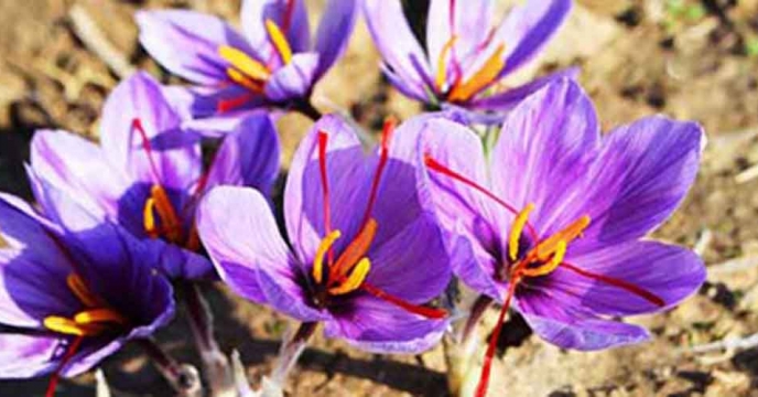 استان اصفهان با بیش از هزار و ۵۰۰ هکتار اراضی زیر کشت زعفران به عنوان چهارمین استان پیشرو...