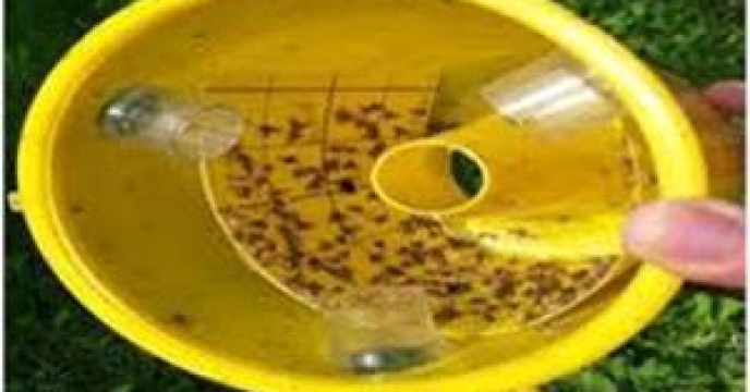 ردیابی مگس میوه در 950هکتار از باغات آمل استان مازندران