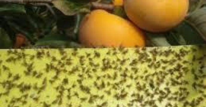 ردیابی مگس میوه در 450 هکتار از باغات محمودآباد
