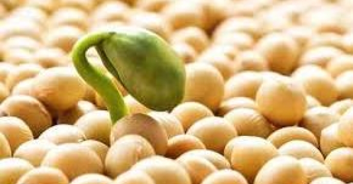 راه اندازی مراکز خرید تضمینی سویا در استان مازندران