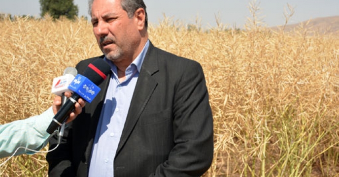 برنامه ریزی جهت خودکفایی در تولید بذر کلزای موردنیاز کشور