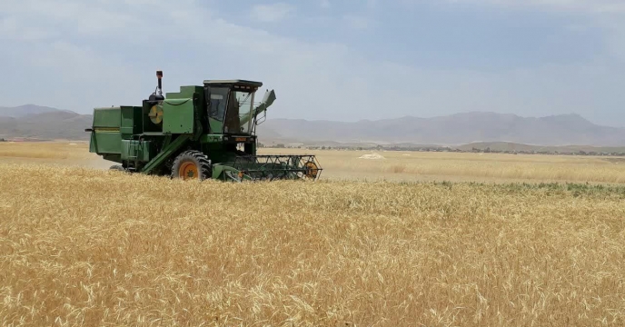 کسب رتبه نهم در تولید گندم ،  استان مرکزی تیرماه 1399