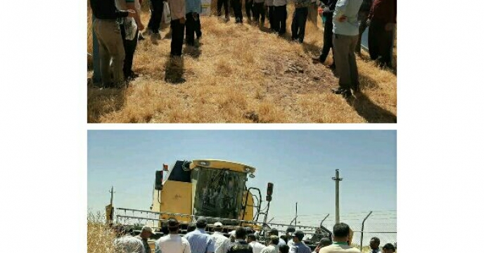 برگزاری روز مزرعه کلزا در استان قزوین