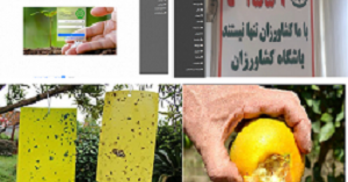 اطلاع رسانی بولتن های آموزشی و ترویجی شیوع خطر کرم قوزه پنبه و مکس میوه مدیترانه ای به کشاورزان و بهره برداران از طریق سامانه1559 باشگاه کشاورزان و سامانه اتوماسیون اداری کارگزاران