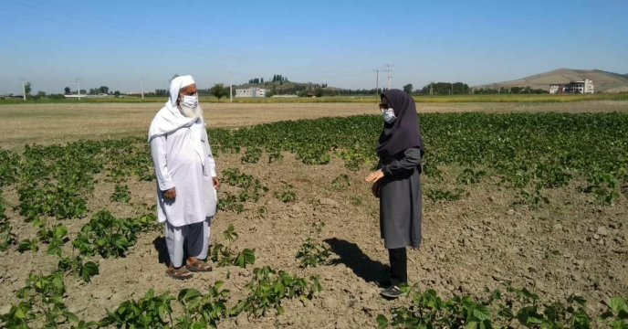 اهمیت کشت بقولات در تناوب با غلات وکلزا در افزایش حاصل خیزی خاک