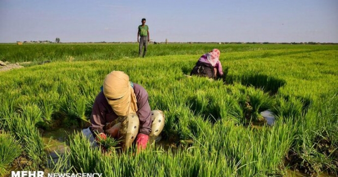 کشت 2600 هکتار یونجه در استان البرز