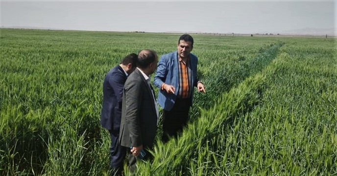 بازدید مدیریت فنی و بهبود کیفیت بذر و نهال از مزارع بذور گندم استان سمنان