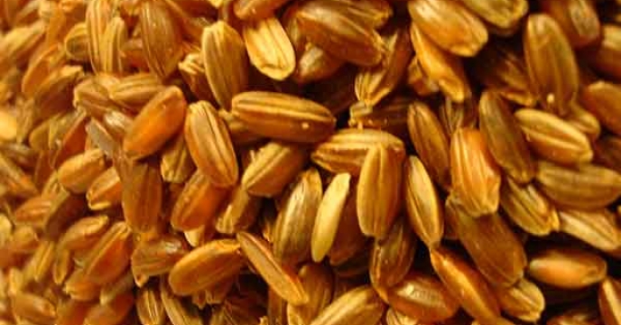 اهمیت متداول ‌ترین کود نیتروژن ‌دار برای برنج در سال زراعی 1403-1404