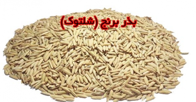 تولید بذر شلتوک برنج توسط32 پیمانکار در مازندران