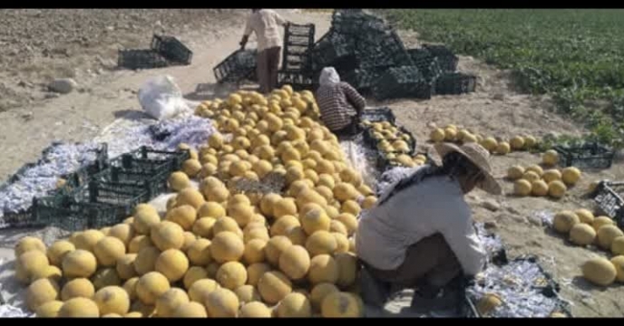 برداشت شمام از اراضی کشاورزی شهرستان بندر خمیر