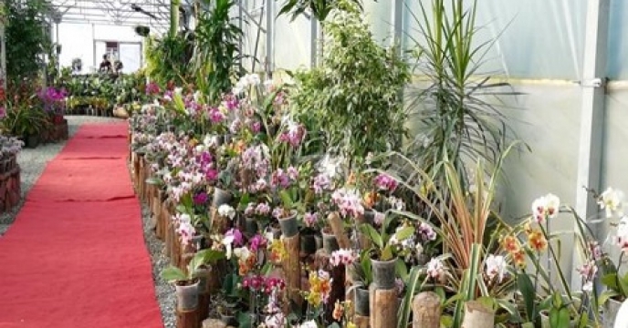 صادارت 1000 گلدان از نوشهر مازندران به خارج