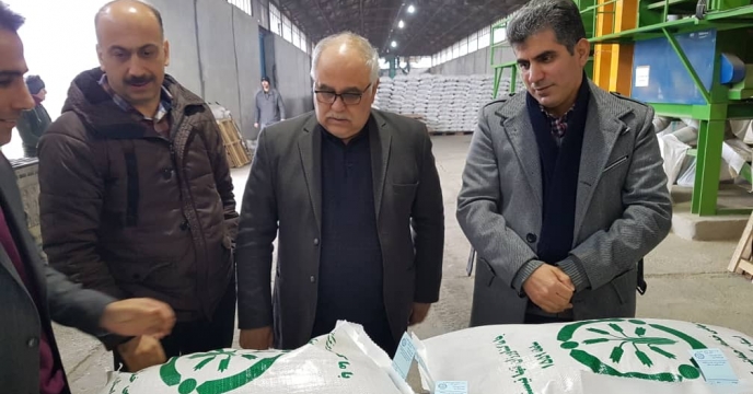 بوجاری بیش از590تن بذر برنج در استان گیلان
