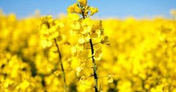سهمیه کشت کلزا در 4 هزار و 650 هکتار از اراضی گلوگاه مازندران