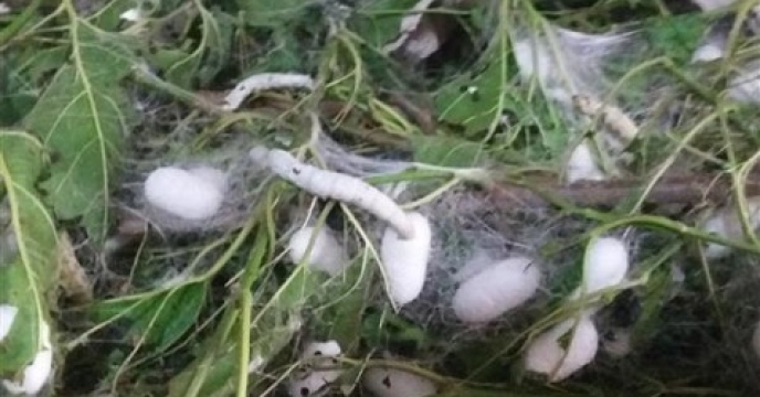 از سرگیری پرورش ابریشم بعد از 20 سال وقفه در  استان مازندران