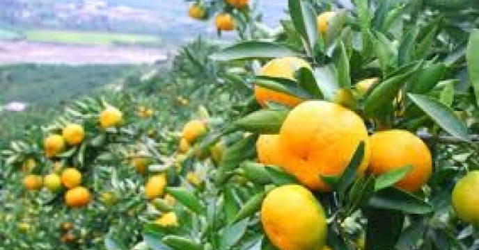 سطح زیرکشت 112 هزار هکتاری باغات مرکبات در  استان مازندران