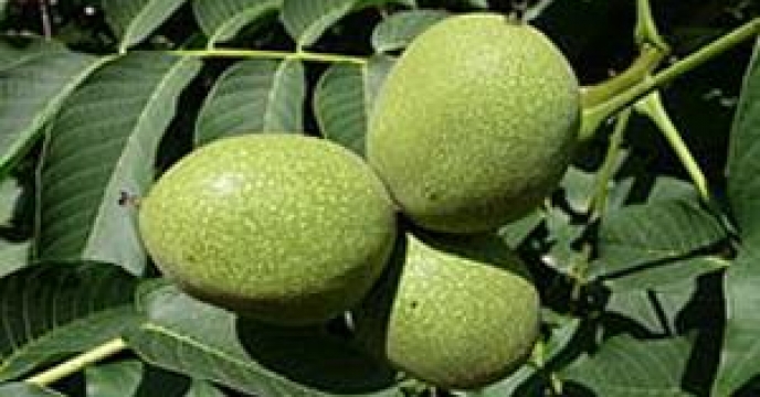 توزیع 605 اصله نهال گردو در نکا استان مازندران