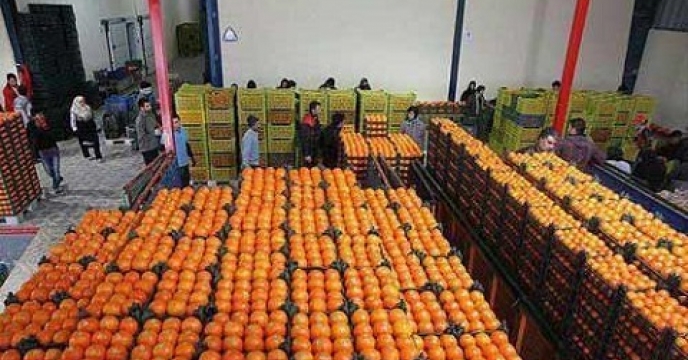 تولید بیش از 74 هزار تن مرکبات در آمل استان مازندران
