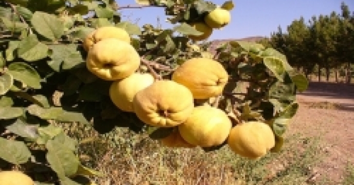 برگزاری جلسه بذر استان چهار محال وبختیاری