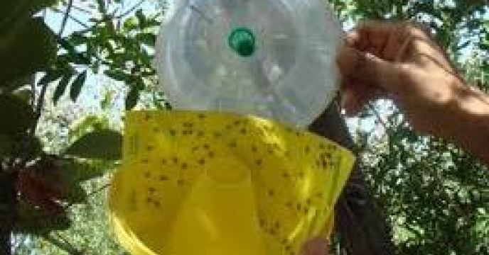 طعمه پاشی 25 هزار درخت برعلیه آفت مگس میوه در بابلسر مازندران