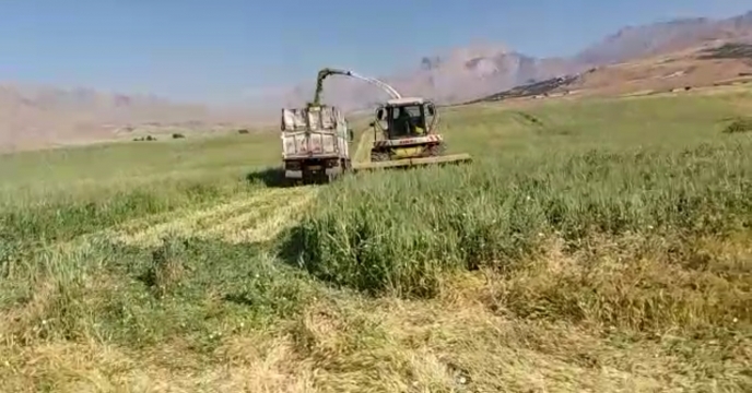 برداشت محصول تریتیکله از مزارع رستم آباد در شهرستان اردل