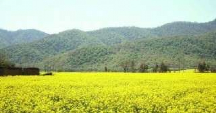 توصیه فنی برای مبارزه با آفات کلزا در مازندران