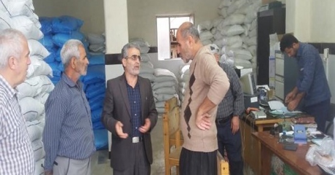 توزیع 2300 کیلوگرم بذر کلزا در میاندرود مازندران