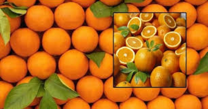 تامین کود برای 26 گونه مرکبات در قائمشهر
