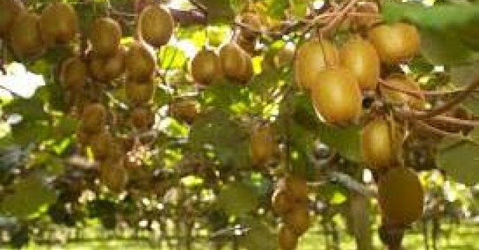 تامین کود برای 7 هزار هکتار باغ کیوی در استان مازندران
