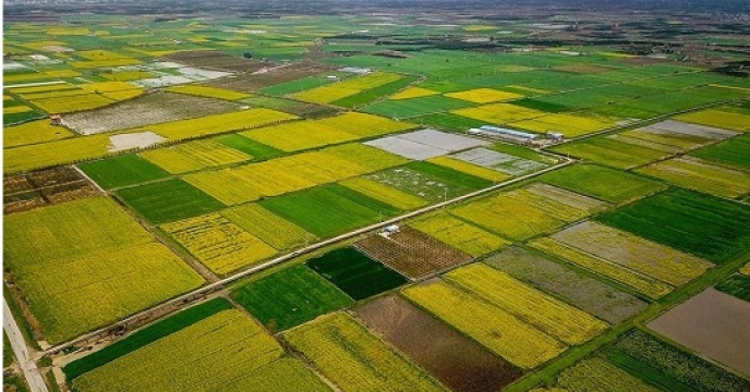 توسعه کشت کلزا در استان مازندران