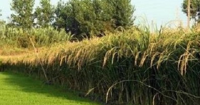 تامین کود برای 8 هزار و 500 شالیزارهای میاندورود