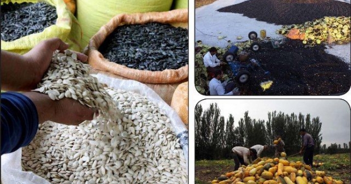 پیشبینی برداشت بیش از 54 هزار تن تخم آفتابگردان و کدو آجیلی در  استان آذربایجان غربی