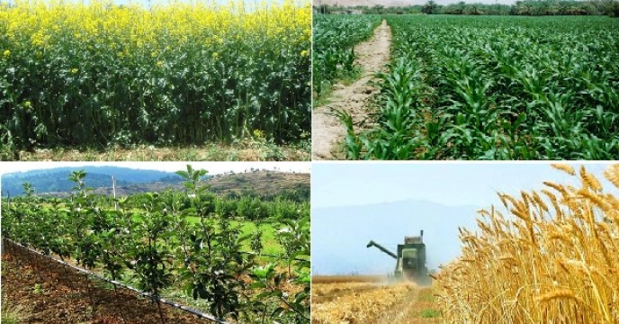 برگزاری جلسه کارگروه بیمه محصولات کشاورزی