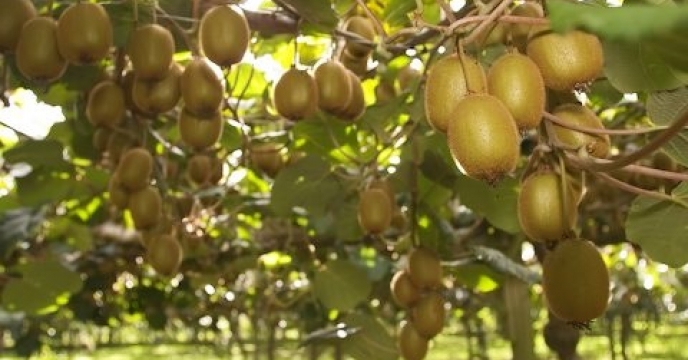 تنکابن رکوردار تولید کیوی در استان مازندران