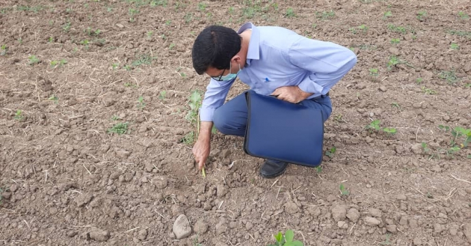 بازدید از مزرعه سویای آقای امیر اصلان عباسی شهرستان بیله سوار 