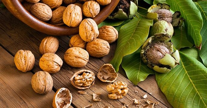 پیشبینی برداشت بیش از هفت هزار تن گردو در آذربایجان غربی