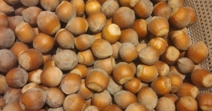 تقویت باغات فندق در سال زراعی جاری