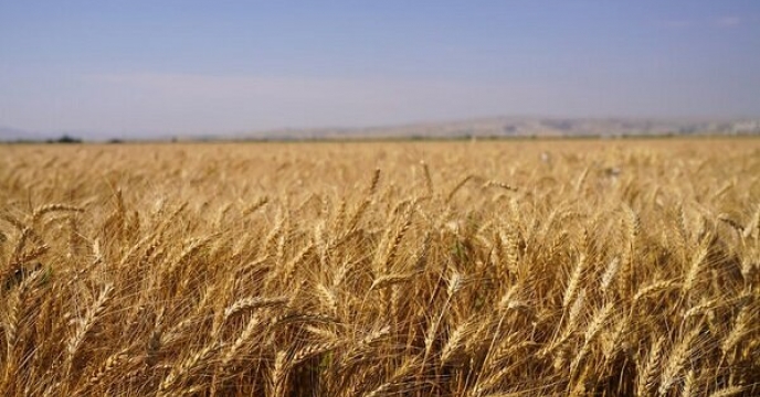 استفاده از بذر اصلاح شده گندم دو اثر مستقیم و غیر مستقیم بر افزایش عملکرد دارد