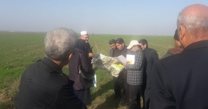 مصرف   کود در کرت مربوط به  الوند دانه خمین   در مزرعه پایلوت تغذیه ای گندم در گلستان
