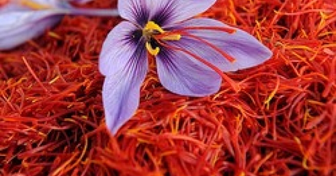 پرداخت تسهیلات کم بهره برای کشت گیاهان دارویی
