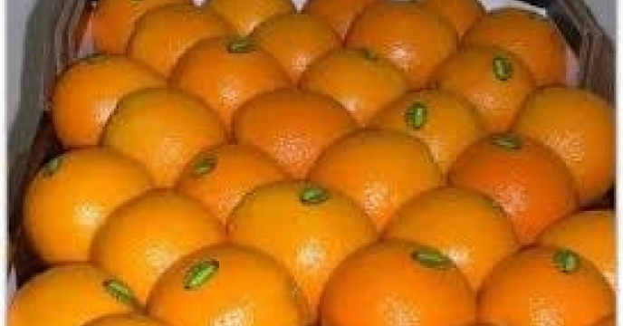 ذخیره سازی 100 هزار تن مرکبات در قائم شهر