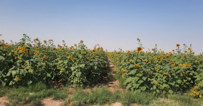 کشت آفتاب گردان شهرستان حاجی آباد استان هرمزگان