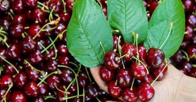 آغاز برداشت آلبالو و گیلاس در شهرستان قاینات