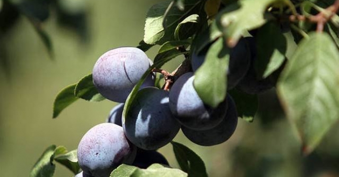 پیش بینی برداشت ۷۹۰ تٌن آلو در خراسان جنوبی